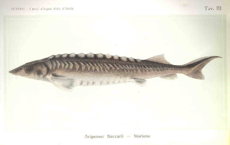 Acipenser naccarii Bonaparte, 1836